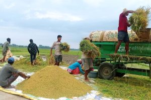 धान काट्न व्यस्त कृषक
