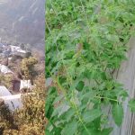 जल्पामा प्लास्टिक टनेल भित्र तरकारी खेती