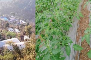 जल्पामा प्लास्टिक टनेल भित्र तरकारी खेती